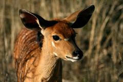 nyala